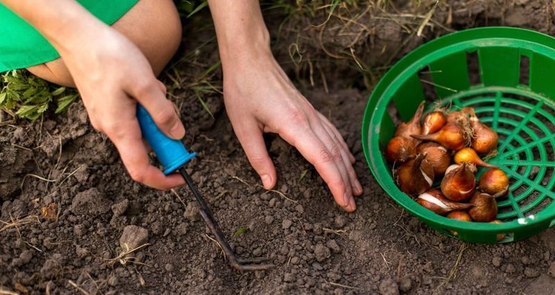 Time fall planting to North Carolina conditions