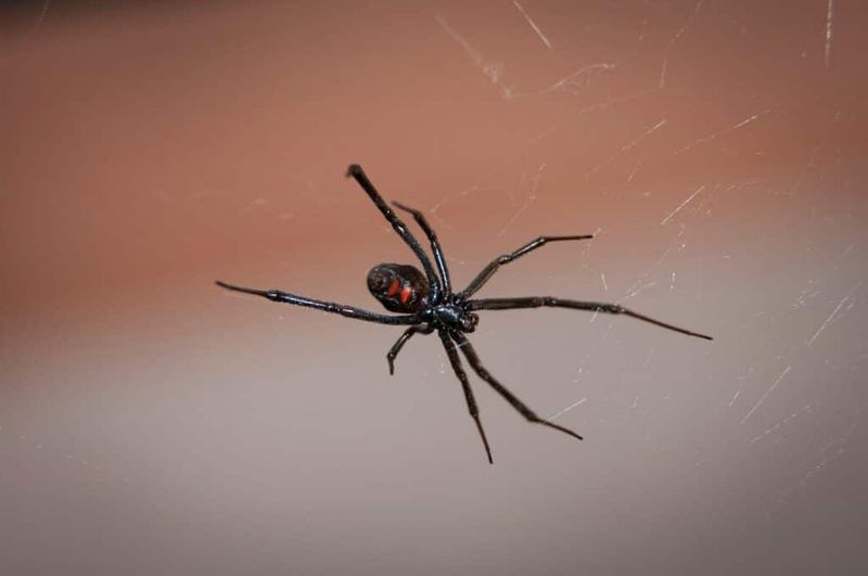 Appearance can help, but do not handle a spider to identify it