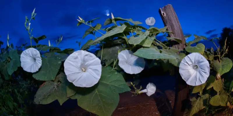 Build a sunny place for the vine to climb