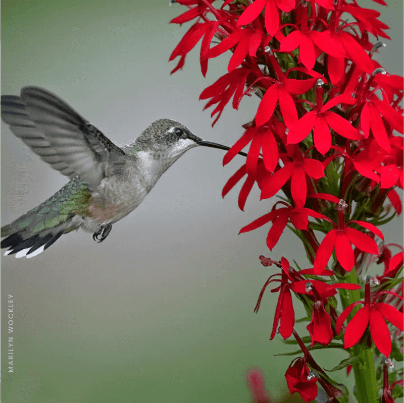 A feeder cannot replace the rest of a hummingbird habitat