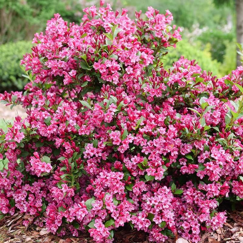 Weigela