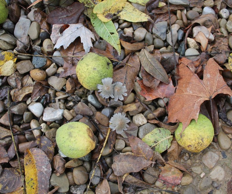 The fall harvest window is broader than one weekend