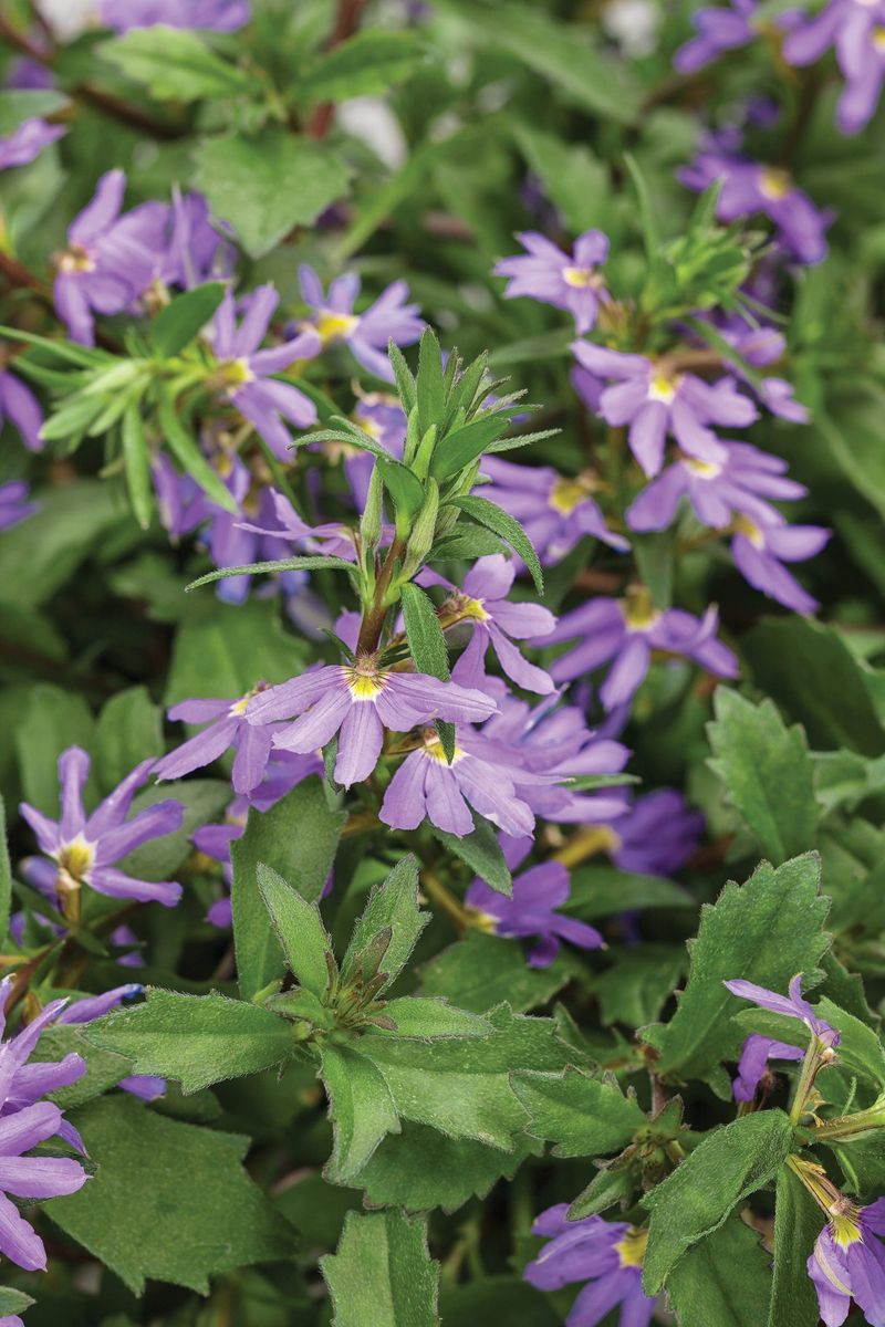 Scaevola (Fanflower)
