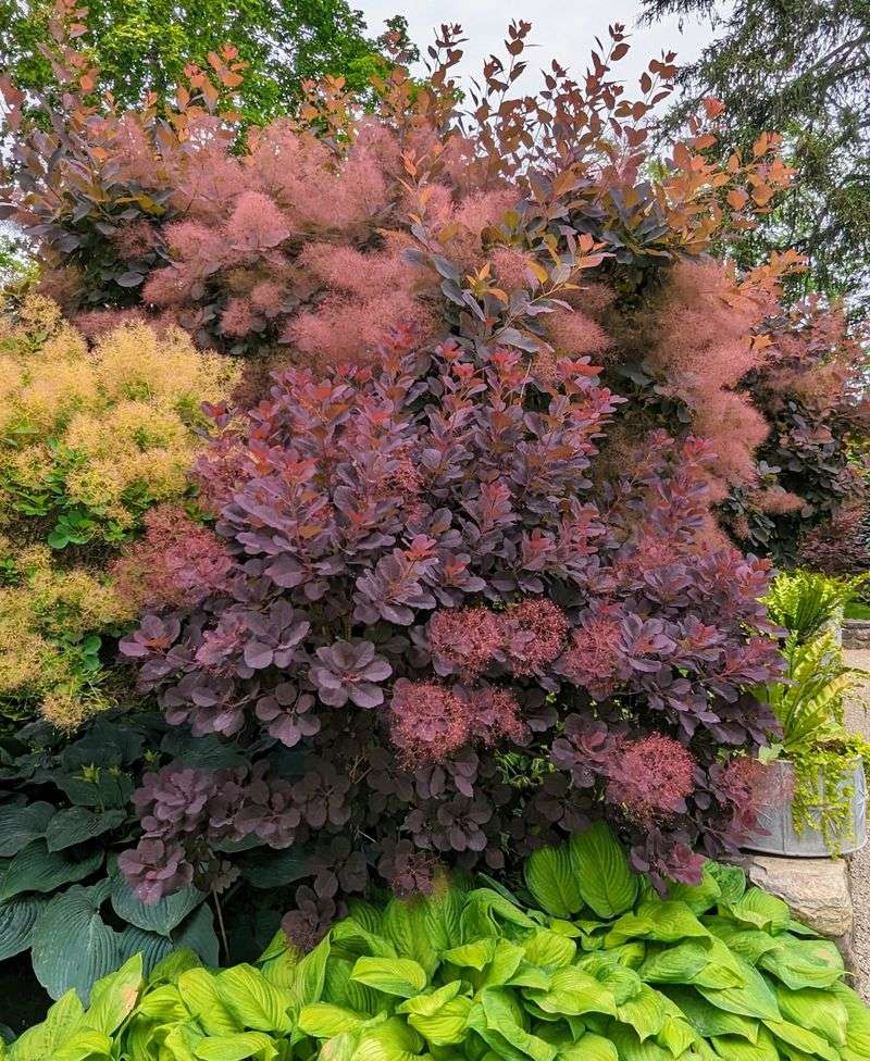 Smoke Tree (Cotinus spp.)