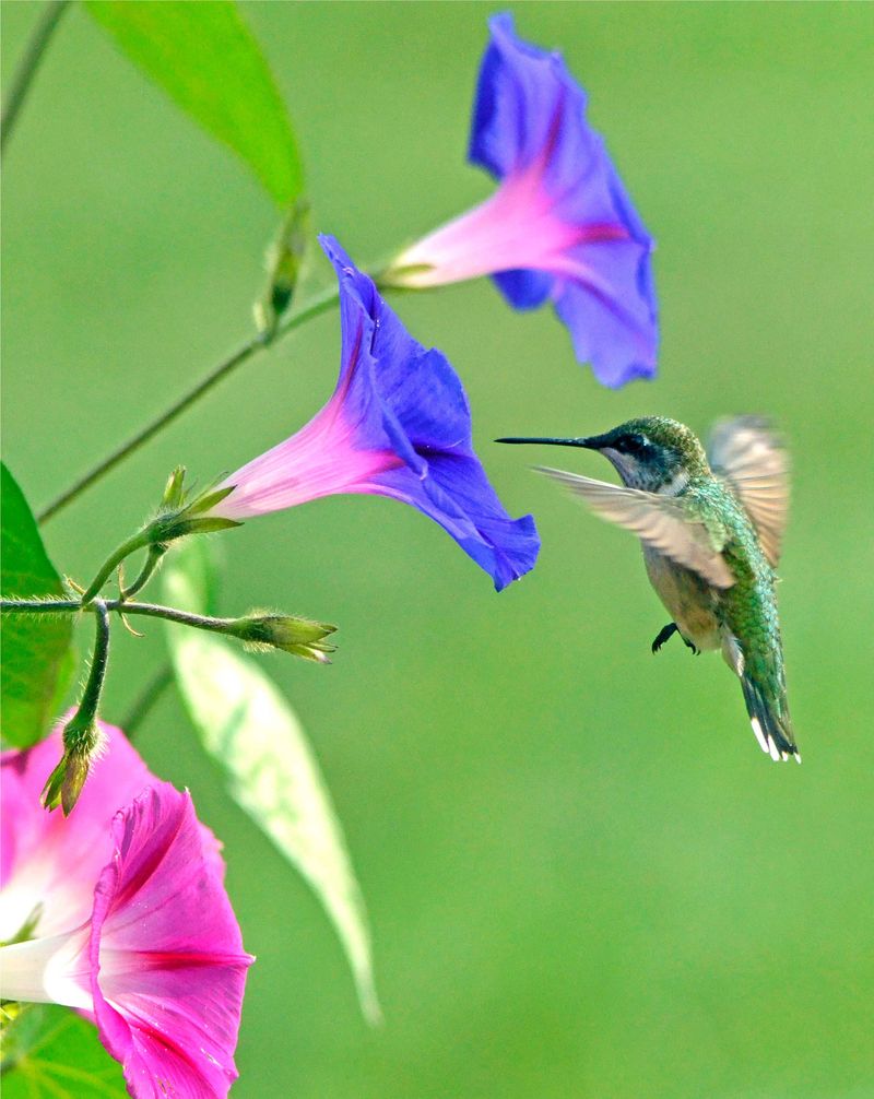Morning Glory