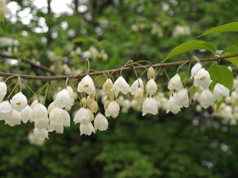 Spring bells give this tree its moment