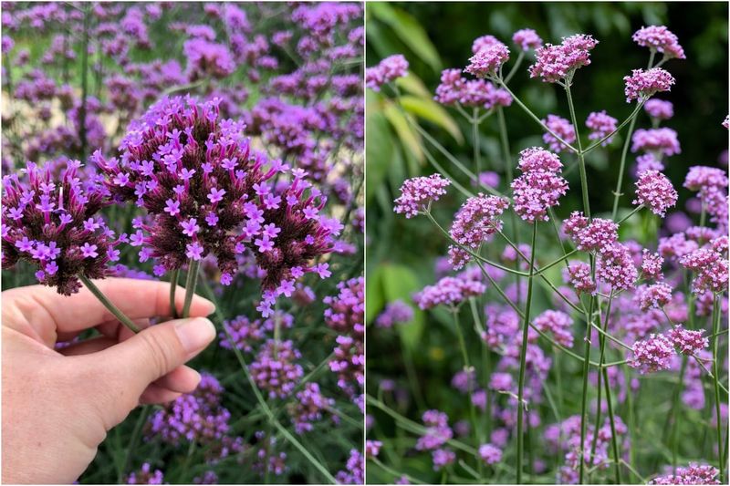 Brazilian Vervain (Verbena bonariensis)