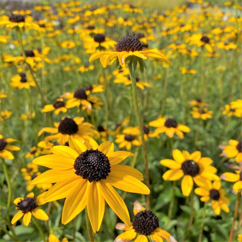 Black-Eyed Susan (Rudbeckia fulgida)