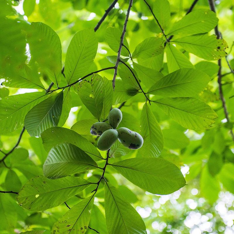 Pawpaw