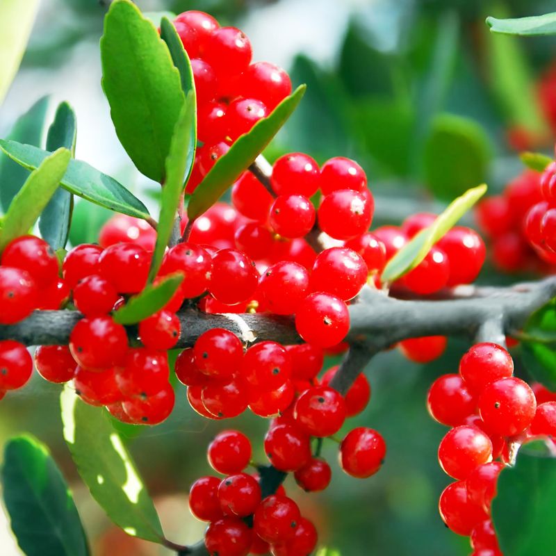 Yaupon Holly (Ilex vomitoria)