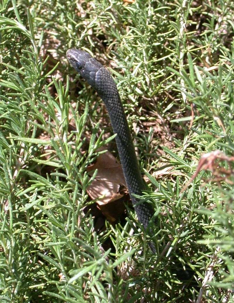 The visitor reveals opportunity, not a verdict on garden health