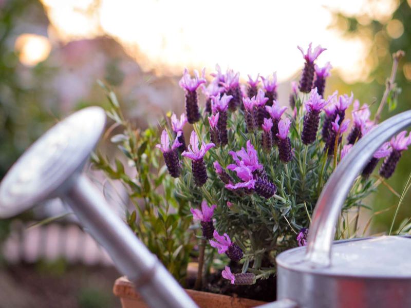 Cut Back on Watering