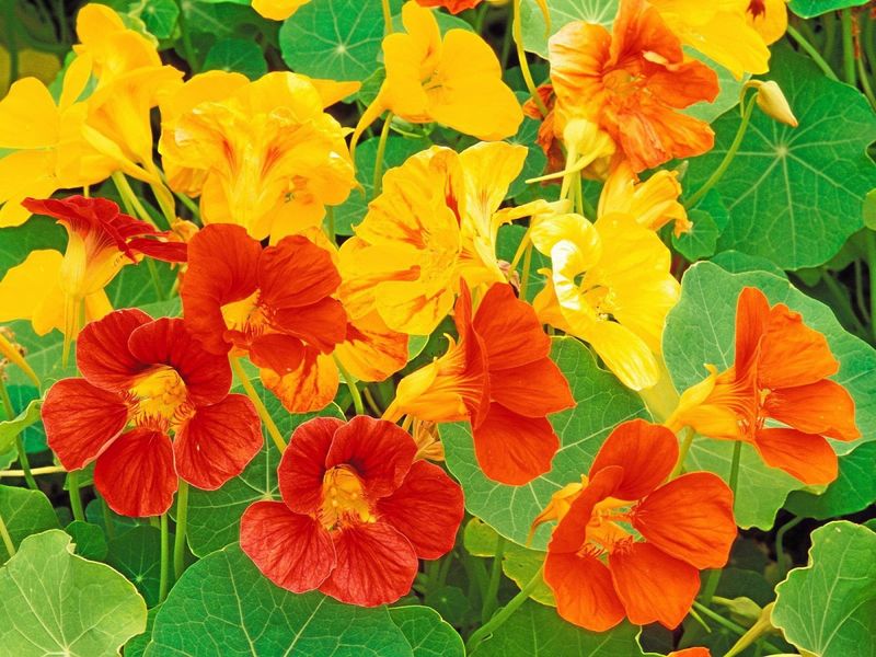 Nasturtiums