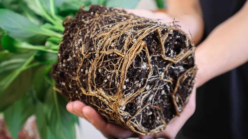Root-Bound Conditions