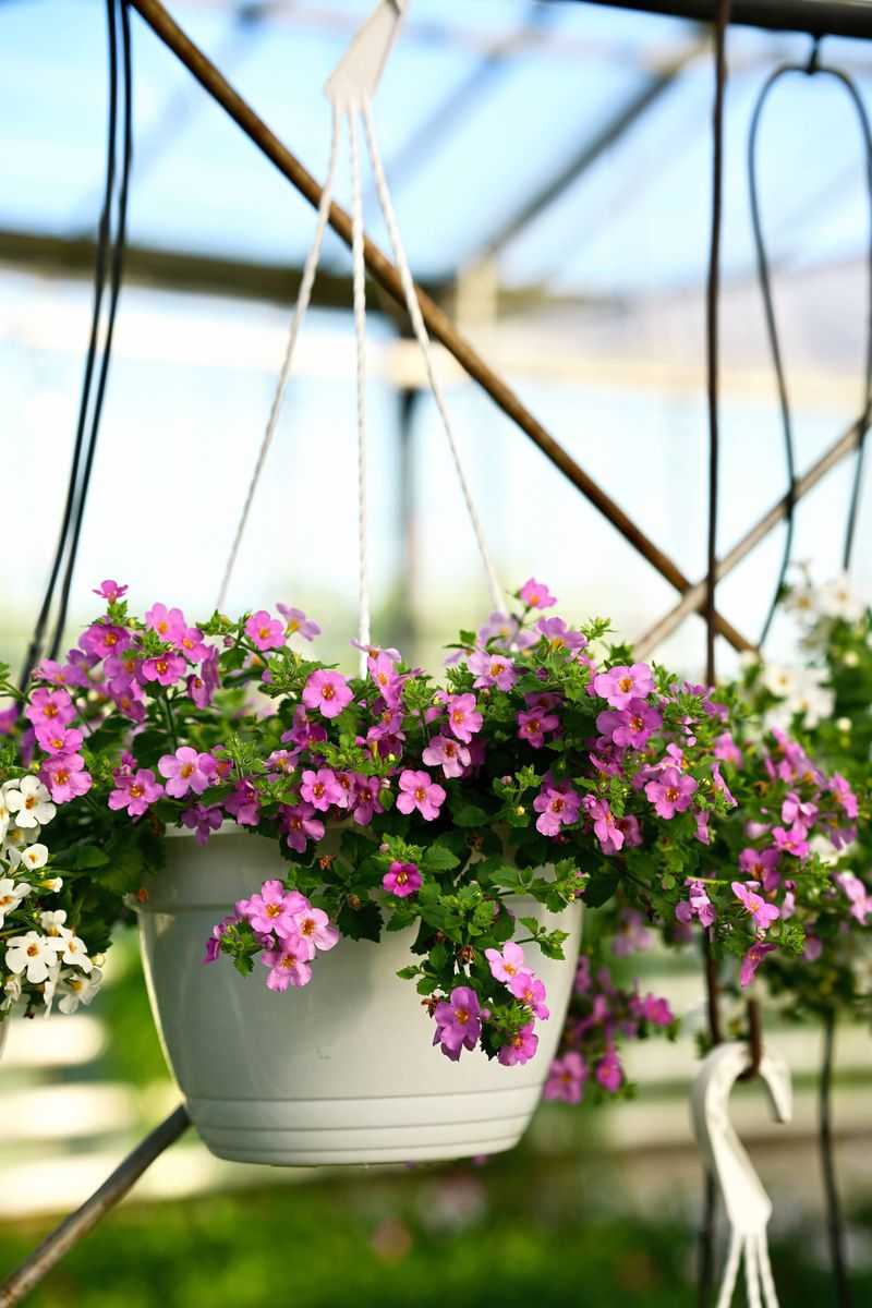 Bacopa