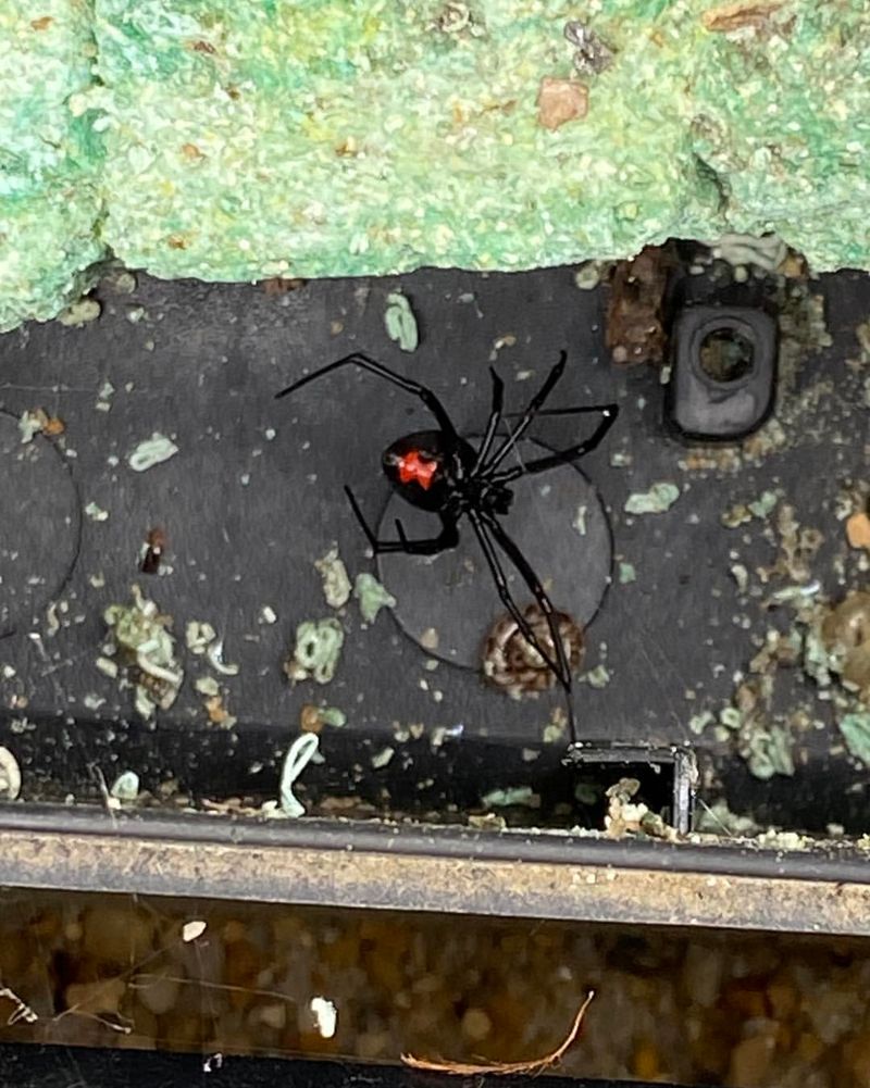 Yard Clutter Gives Black Widows Undisturbed Shelter