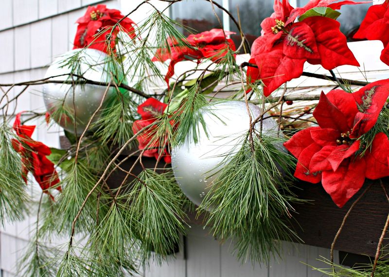 Poinsettia Power