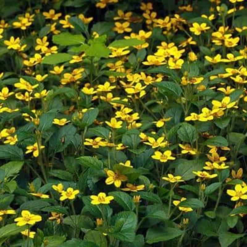 Match the plant to moist shade and your North Carolina region