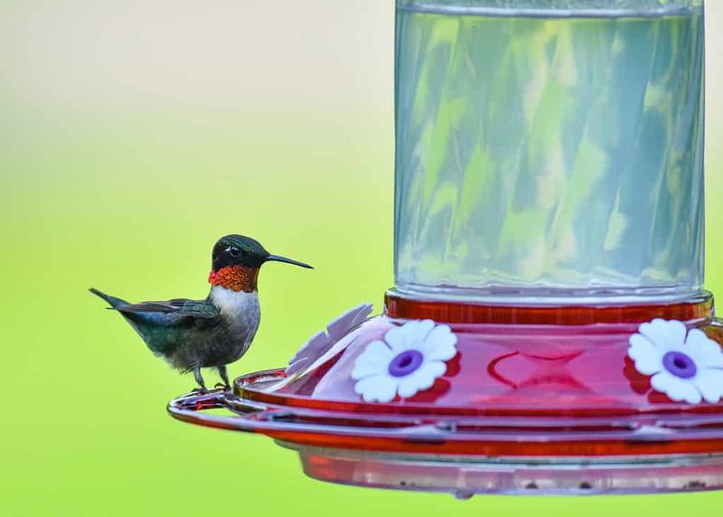 Leaving a feeder up does not stop migration