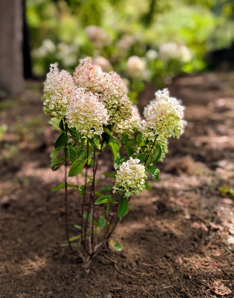 Be Patient with New Plantings
