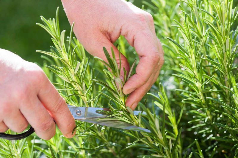 Prune normal woody growth carefully