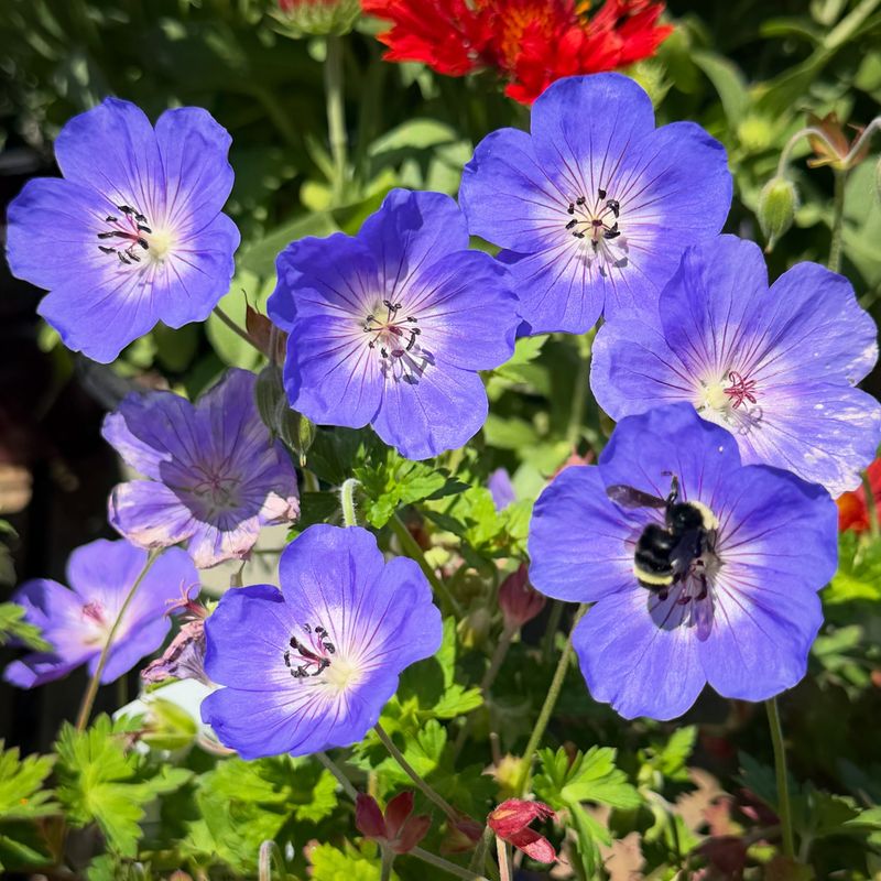 Perennial Geranium