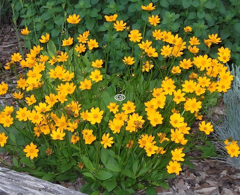 Dwarf Lobed Tickseed (Coreopsis auriculata 'Nana')