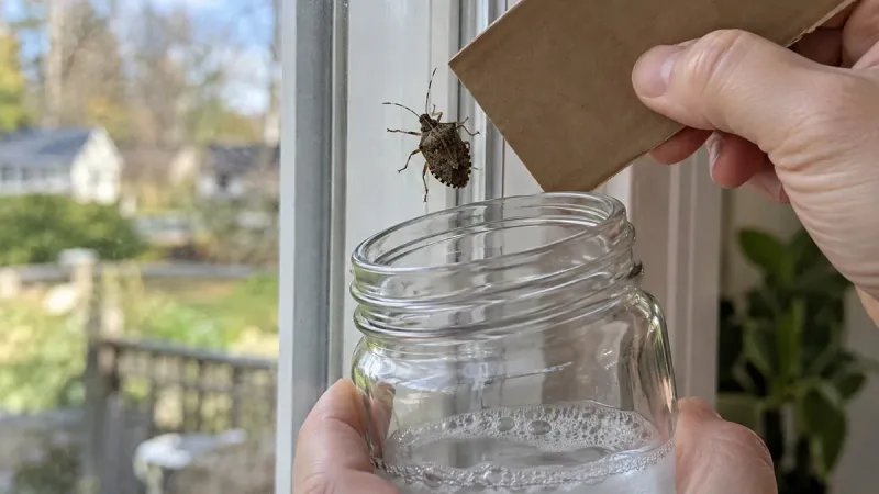 Capture and remove the bugs already indoors