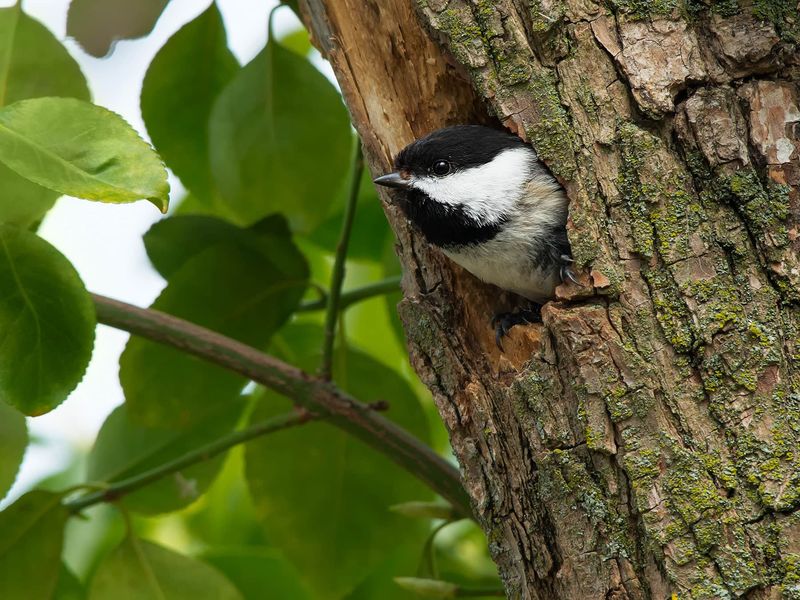 Chickadees