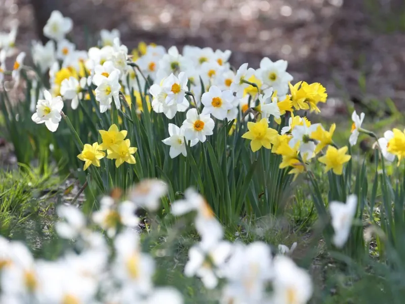 The calendar alone cannot set North Carolina’s planting date