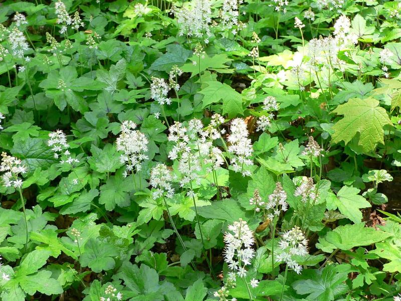 Foamflower (Tiarella cordifolia)
