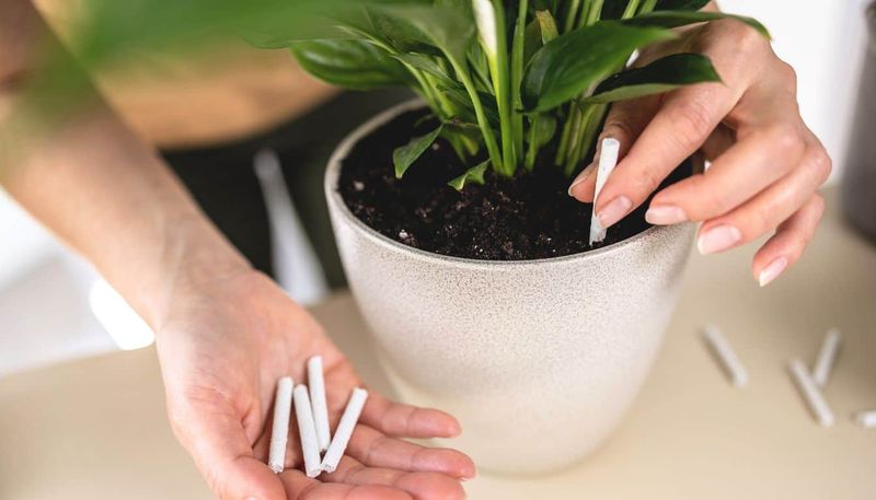 Feed for steady growth, not guaranteed blooms
