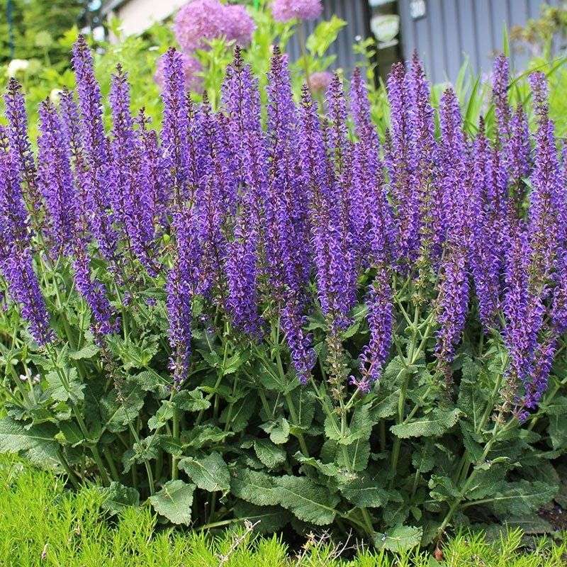 Salvia 'May Night' (Meadow Sage)