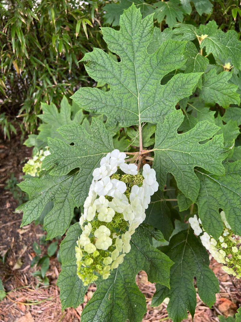 Identify the hydrangea before making a cut