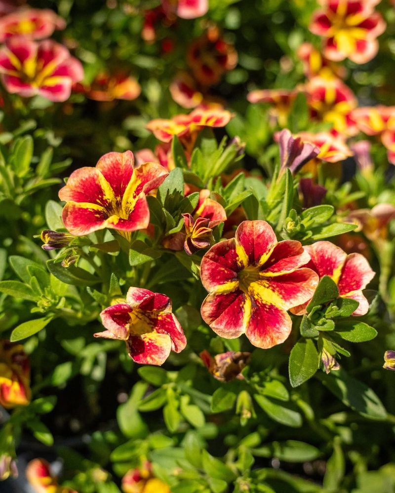 Million Bells (Calibrachoa)