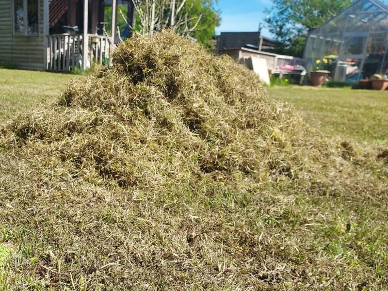 There's Excessive Thatch Buildup