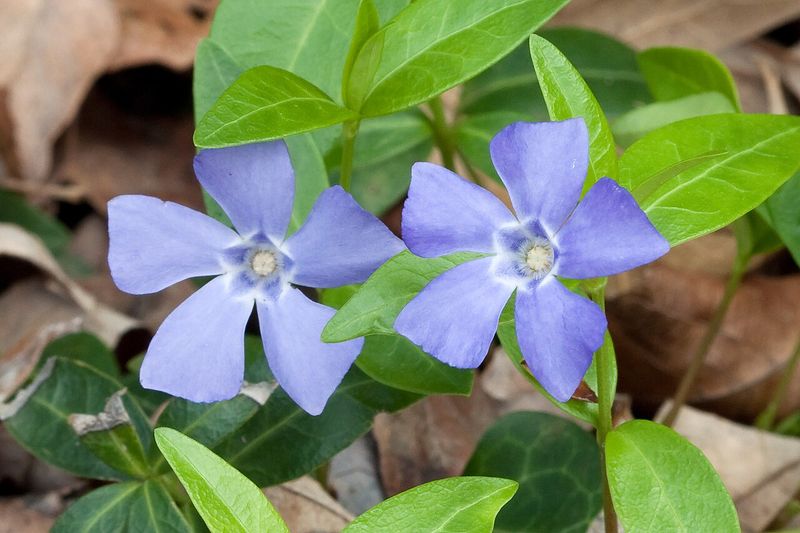 Vinpocetine is a derivative, not a natural ingredient