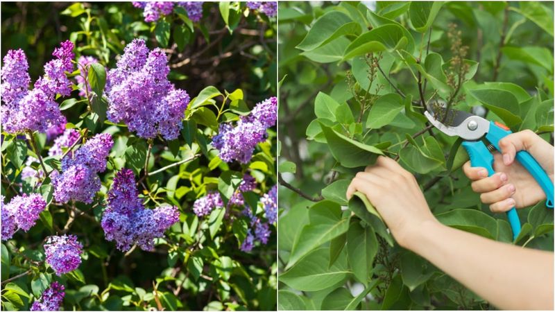 Save healthy shaping for after flowering