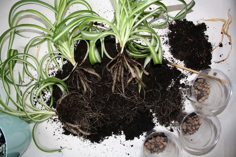 Using Heavy, Soggy Potting Mix