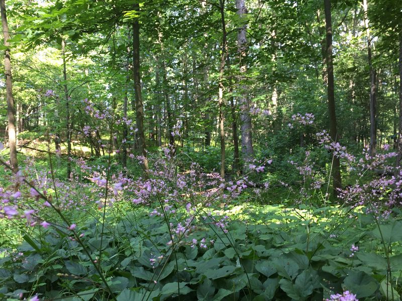 Why Shade, Moisture, and Leaf Litter Matter