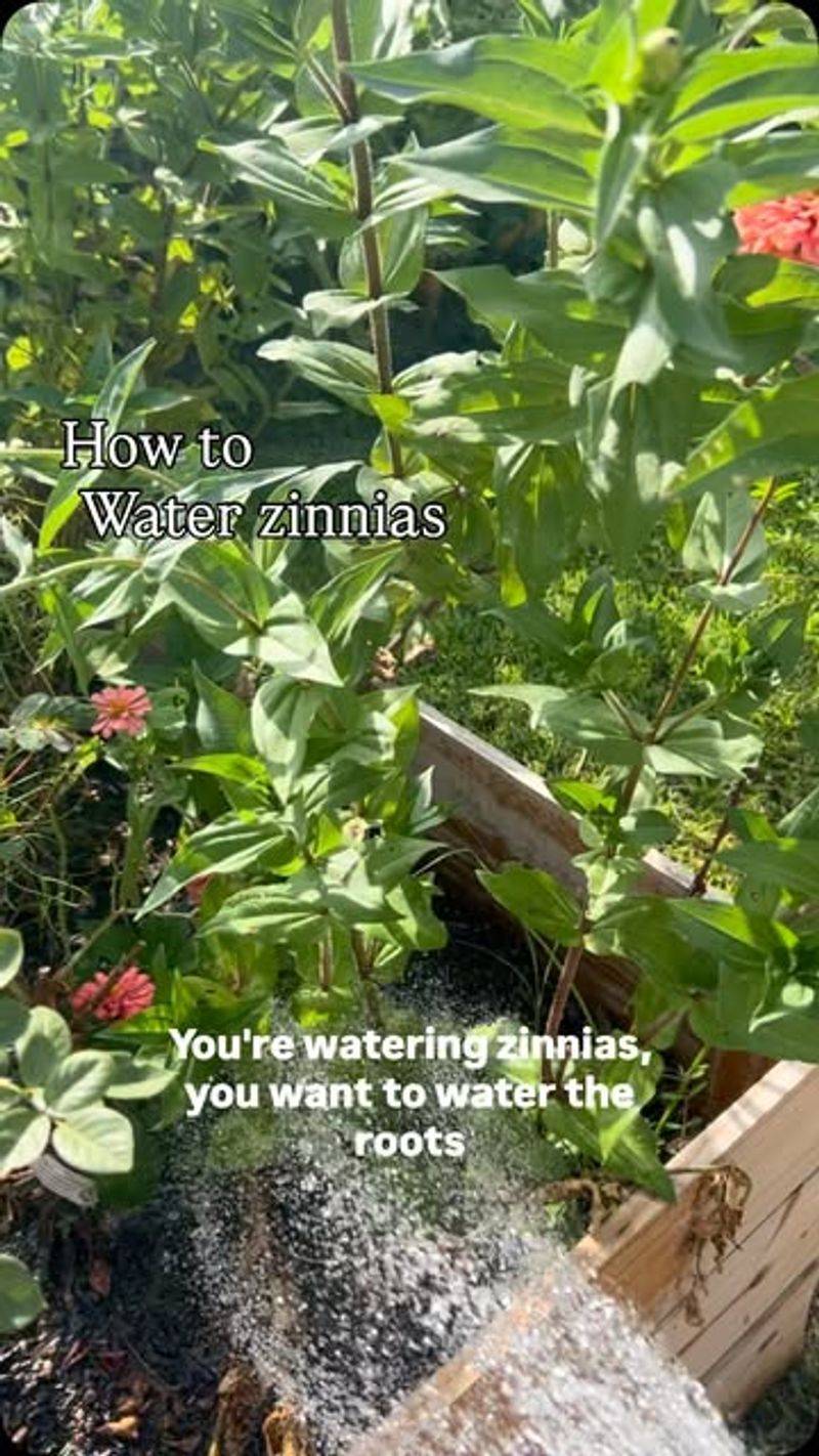 Watering From Above