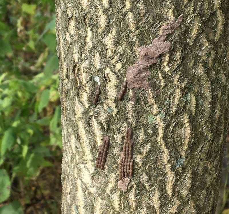 What does a spotted lanternfly egg mass look like?