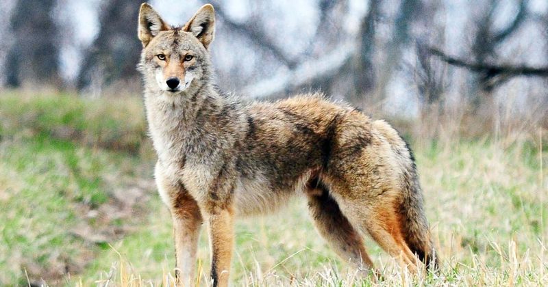 Daylight alone does not mean rabies