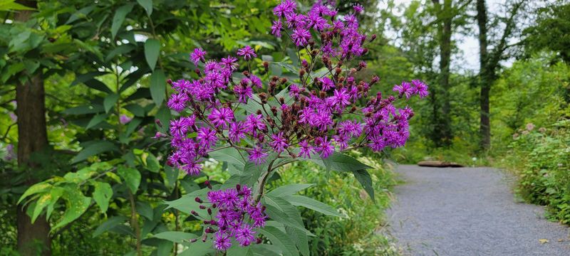 New York Ironweed (Vernonia noveboracensis)