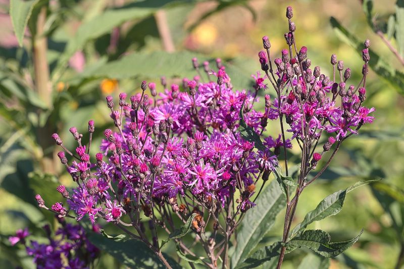 New York Ironweed