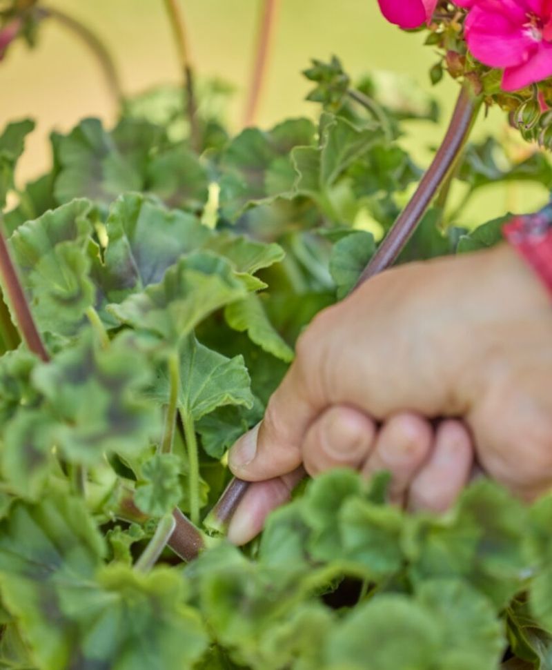Pinch Young Plants to Force Bushier Growth