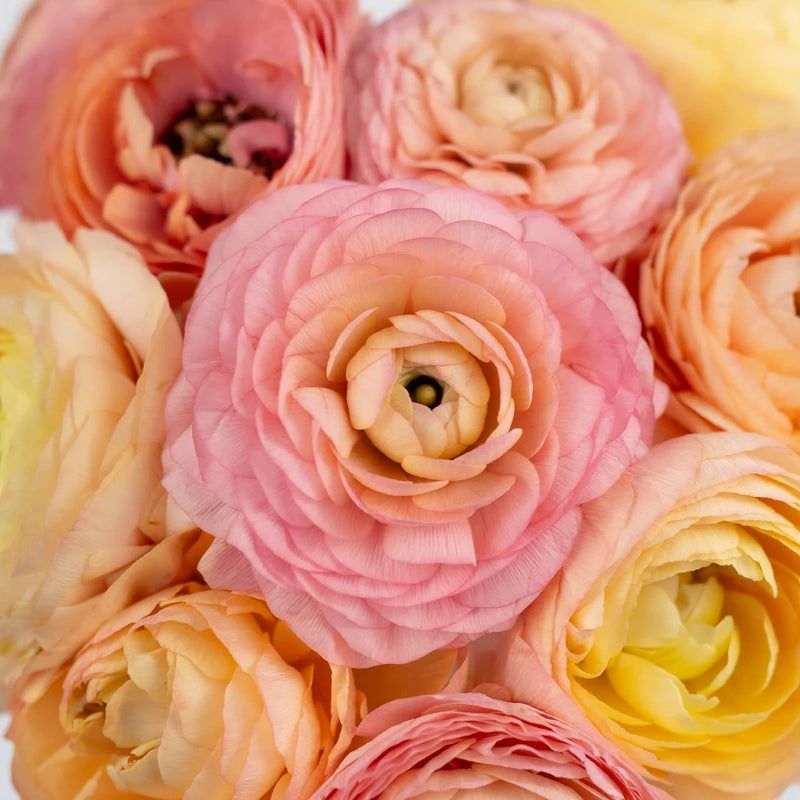 Ranunculus