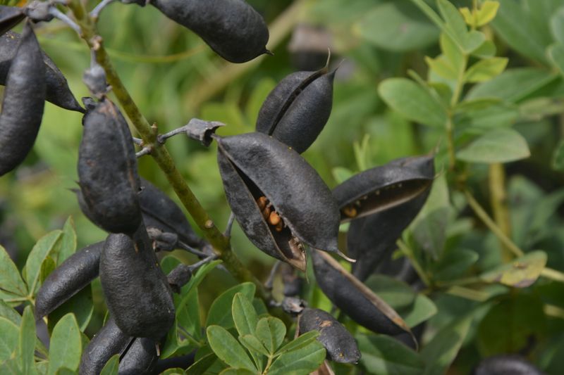 Blue False Indigo (Baptisia australis)