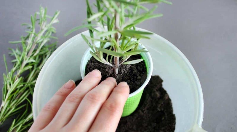 Move established cuttings into a well-drained pot