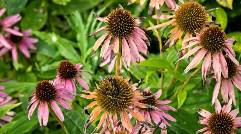 Read the seedhead instead of the calendar